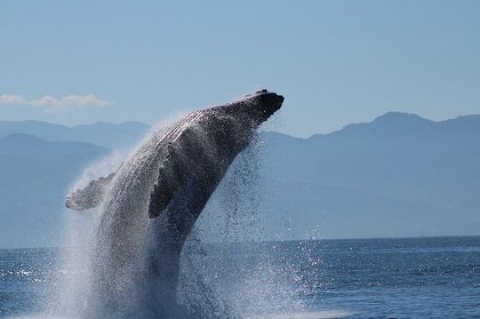 Whale Watching with Biologist and Hydrophone in Puerto Vallarta