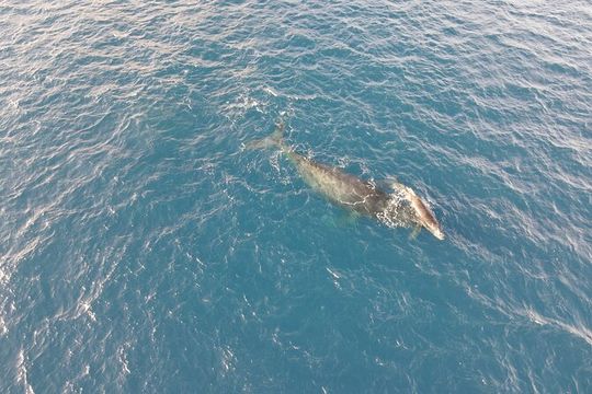 Whale Watching and Drone Photoshoot Experience