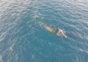 Whale Watching and Drone Photoshoot Experience