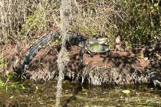 Alexander Springs 4 Hour Guided Kayak/ Swim/ Snorkel Adventure