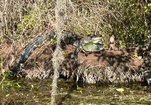 Alexander Springs 4 Hour Guided Adventure