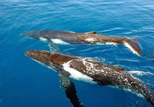 Whale Watching in Kona