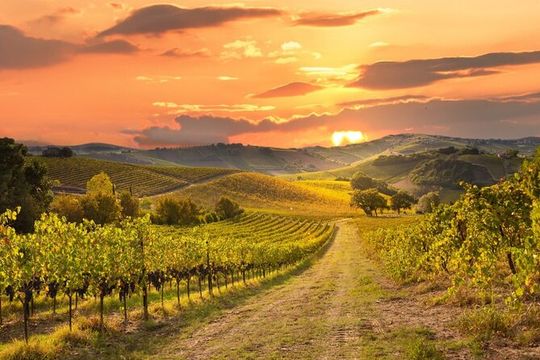 Best of Sonoma Scenic Tour (Join In)