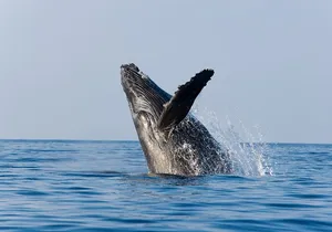 Whale Watching with Lunch and transportation included