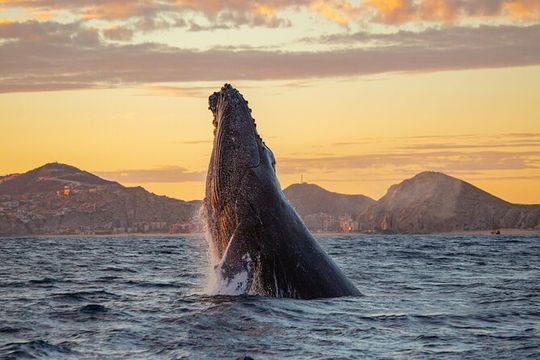 Whale Watching a Majestic Cabo Experience