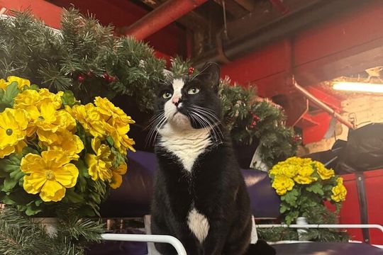 Central Park Carriage Ride NYC’s Timeless Tour