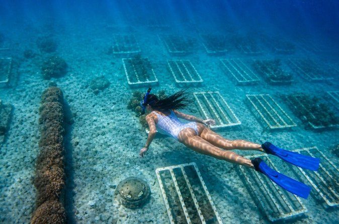 Coral Planting & Snorkeling: Hands-On Reef Nursery in La Paz