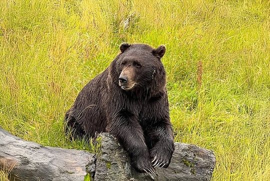 Whittier to Anchorage Cruise Transfer with Wildlife and Tram