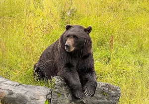 Whittier to Anchorage Cruise Transfer with Wildlife and Tram