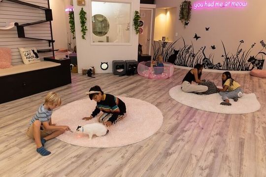 Cat Café Maui Experience – Relax with Rescue Cats