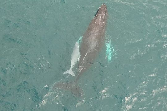 Whale Watching and Drone Photoshoot Experience