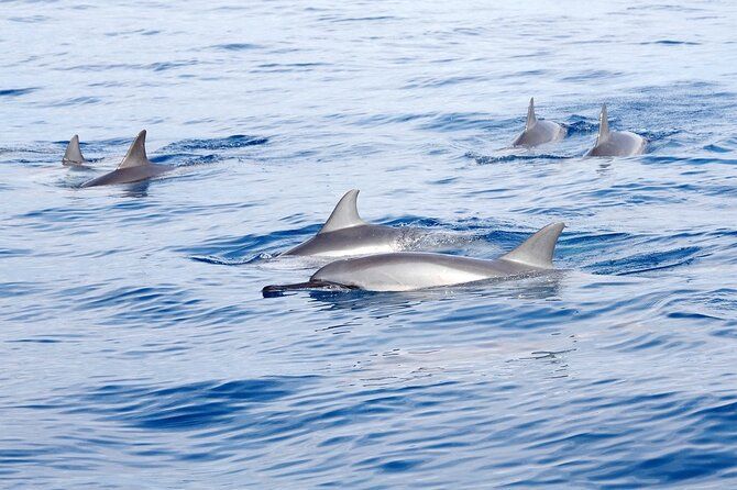 Double Reef Snorkel and Dolphin Watch in Kona