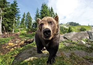 Vancouver North Shore Tour Capilano Bridge and Grouse Mountain