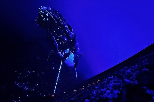 Sounds of the Ocean: The Immersive Experience - Tampa