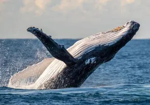 Waikiki Whale Watching