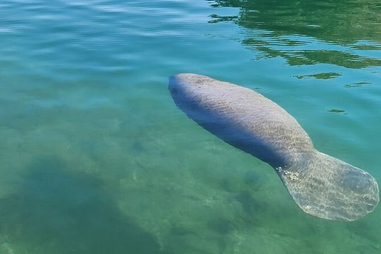 Eco Manatee and Wildlife Boat Tour