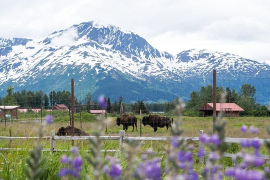 Self Guided Driving Audio Tour Anchorage to Homer Roundtrip