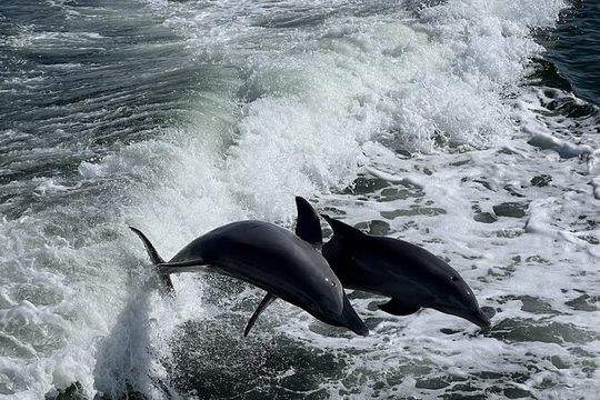 Charlotte Harbor: Dolphin Discovery Day Cruise