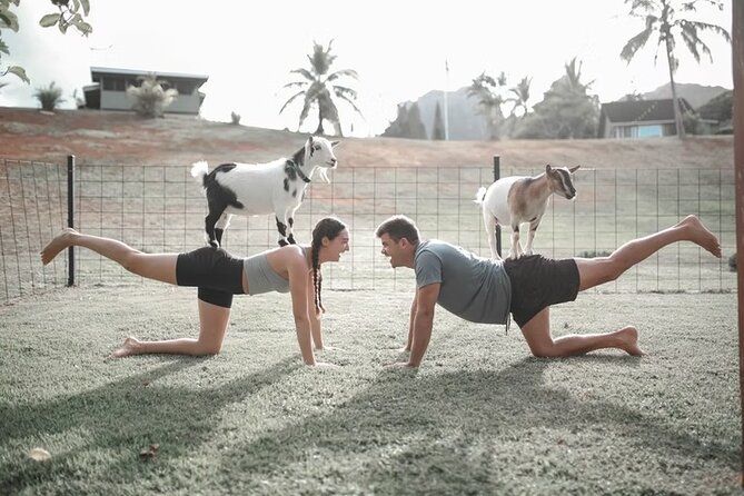 Goat Yoga Group Session