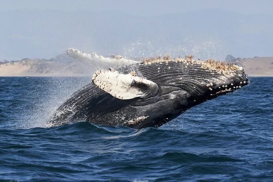 Private Whale Watching Panga Tour in Cabo San Lucas