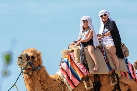 Los Cabos Camel Ride and Tequila Tasting Experience