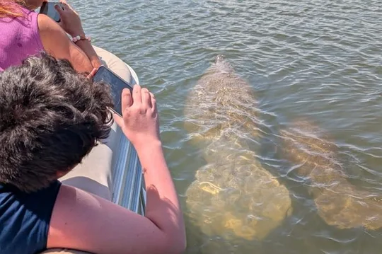 Dolphin and Manatee Boat Tour near Cocoa Beach and Port Canaveral