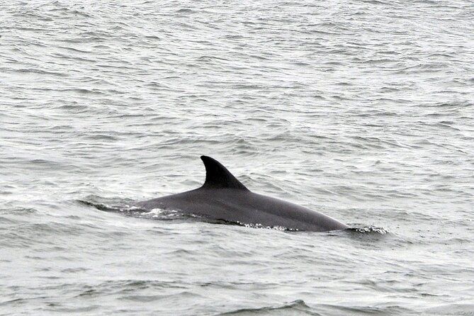 2 Hour Dolphin Watching Adventure in Calabash