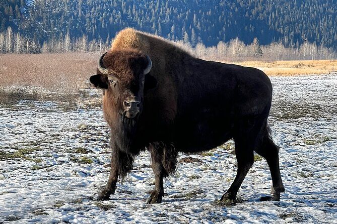 Whittier to Anchorage Transport & Wildlife Center Up to 10 Person