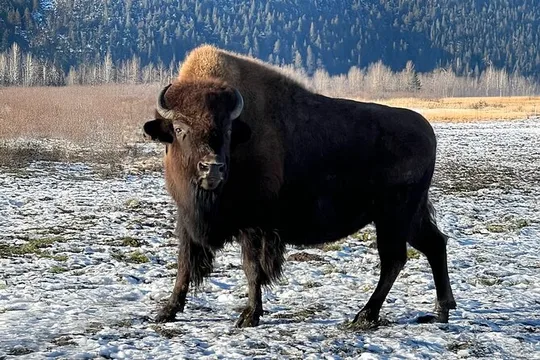 Whittier to Anchorage Transport & Wildlife Center Up to 10 Person