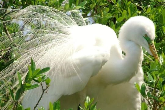Rainbow Springs Guided Kayak/ Swim/ Snorkel Adventure