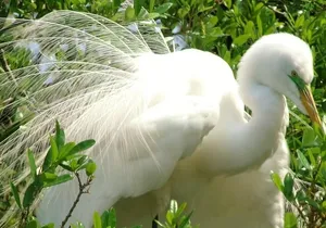 Rainbow Springs Guided Kayak/ Swim/ Snorkel Adventure