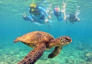 Private Snorkel tours