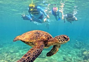 Private Snorkel tours