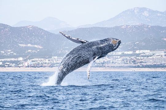 Whale Watching in Cabo San Lucas
