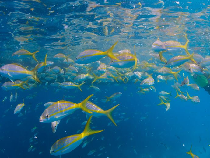 Key West Morning Snorkel Trip Image 3