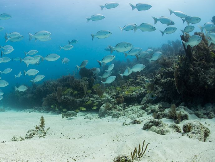 Key West Double Dip 2-Stop Snorkeling Adventure Image 3