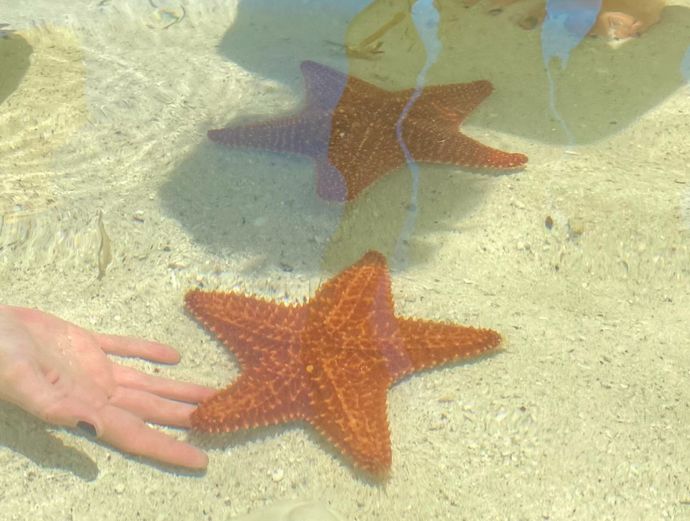 Island Adventure: Sandbar, Kayak & Paddleboard Excursion with Sunset Option Image 3