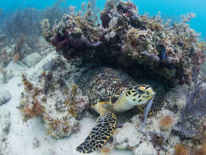 Key West Morning Snorkel Trip Image 4