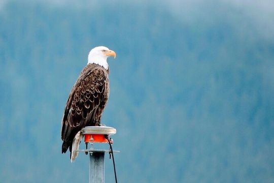 Small Group Shore Excursion in Sitka end to end