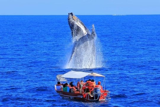 Los Cabos: Whale Watching Safari & Free time at Lovers Beach