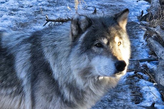 Wolfdog Sanctuary Half Day Tour from Calgary