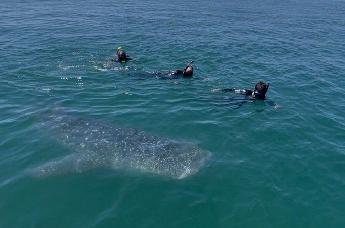 Swim with the whale shark in La Paz, Mexico