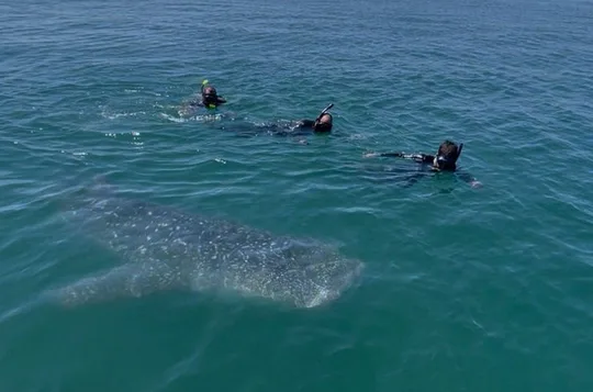 Swim with the whale shark in La Paz, Mexico