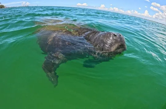 2 Hour Clear Kayak Rentals in St Pete, FL - Clam Bayou