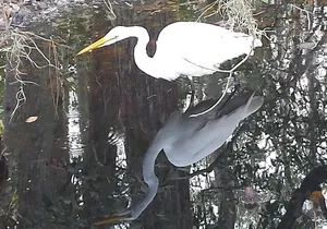 Mt. Dora Canal Boat Tours with Lunch