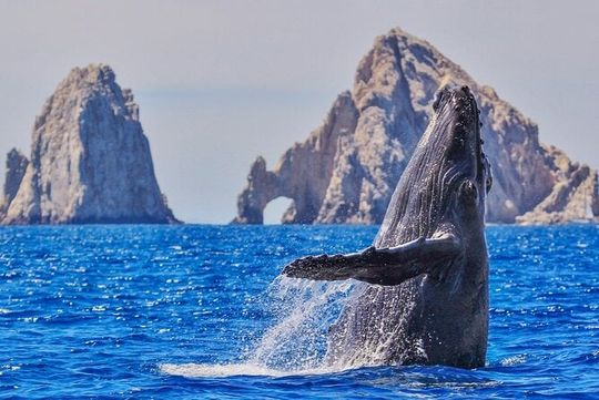 2-Hour Whale Watching Tour in Cabo with Breakfast