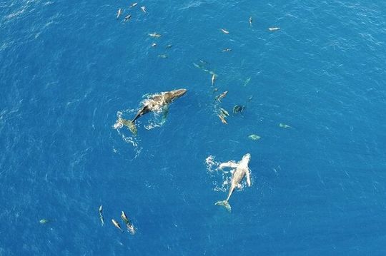 Humpback Whale Watch