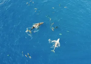 Humpback Whale Watch