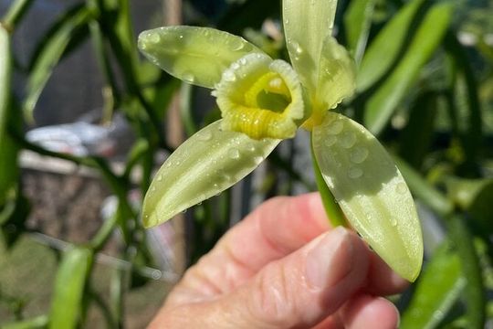 Maui Vanilla Farm Private Tour