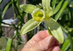 Maui Vanilla Farm Private Tour